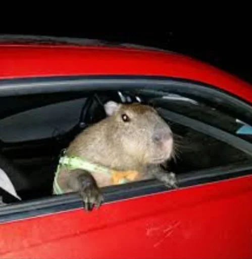 Sticker Smile_capybaraa_by_MoiStikiBot - 1