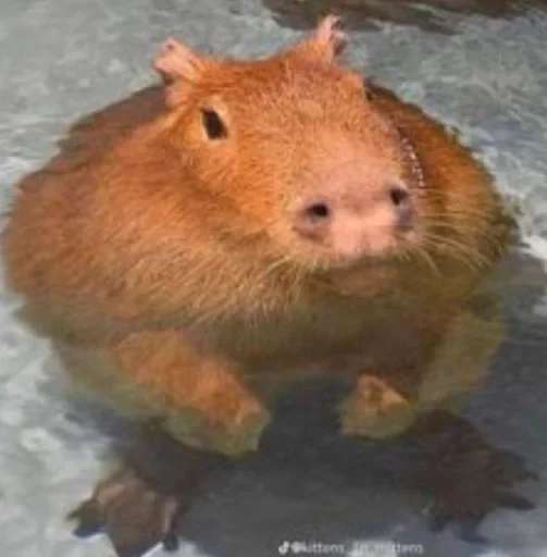 Sticker Smile_capybaraa_by_MoiStikiBot - 1