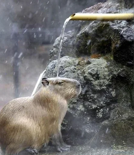 Sticker Smile_capybaraa_by_MoiStikiBot - 1