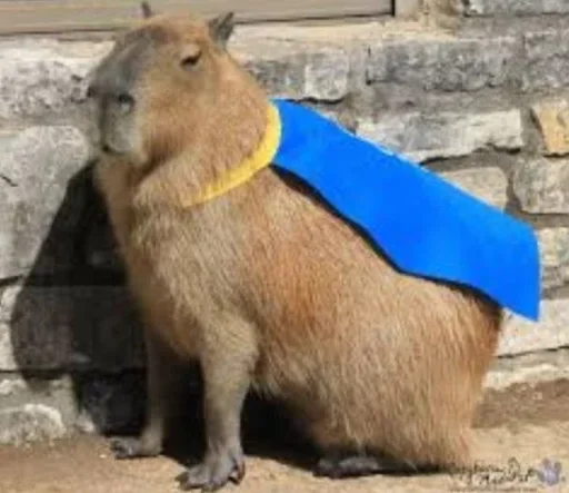 Стикер Smile_capybaraa_by_MoiStikiBot - 1