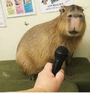 Стикер Весëлые капибары (@TgSticker) - 10