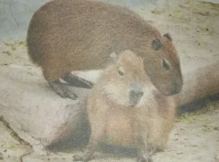 Стикер Весëлые капибары (@TgSticker) - 6