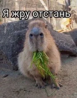 Стикер Весëлые капибары (@TgSticker) - 2