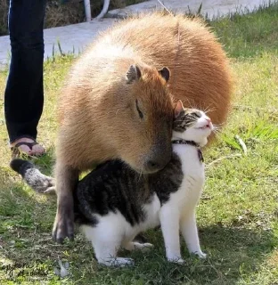 Стикер Весëлые капибары (@TgSticker) - 7