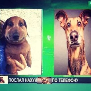 Sticker smirn pack - 7