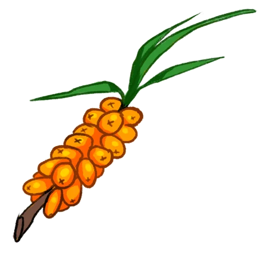 фрукт натуральные продукты овощ