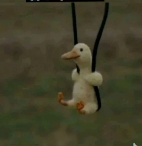 животное птица водная птица