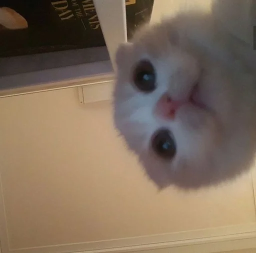 indoor animal small to medium-sized cats