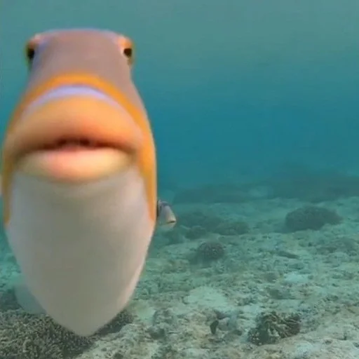 Вода подводный животное