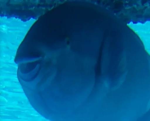 животное Вода морская биология