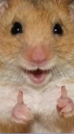 млекопитающее животное хомяк