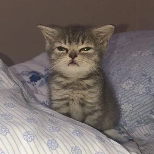 animal cat small to medium-sized cats