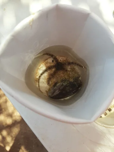 bowl ground sea snail