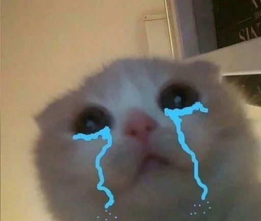 animal mammal domestic cat