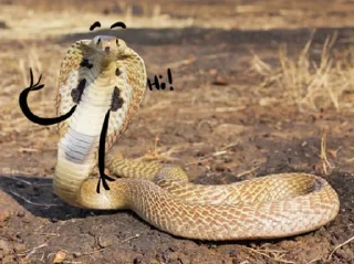 Sticker Snake Doodles - 10