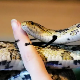 Sticker Snake Doodles - 9