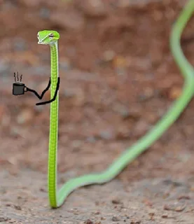 Sticker Snake Doodles - 3