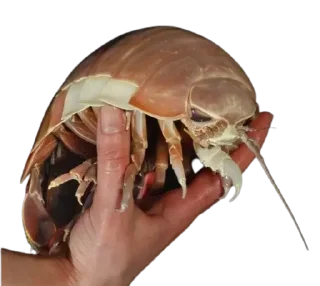 Стикер Snake poison @cutethemes - 1