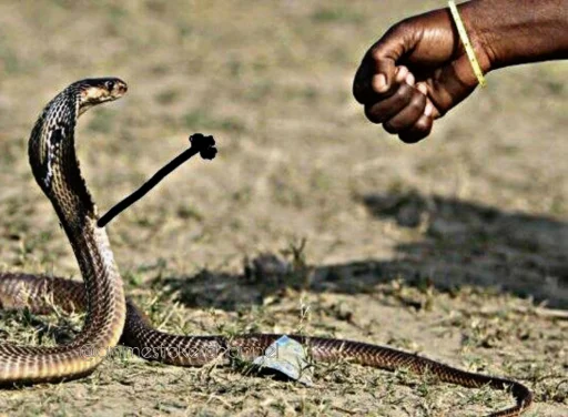 Sticker Snake_piro - 1