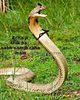 Sticker SNAKES @animestickerchannel - 11