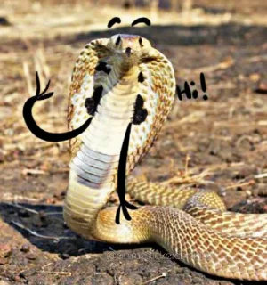 Sticker SNAKES @animestickerchannel - 1