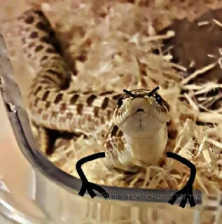 Sticker SNAKES @animestickerchannel - 0