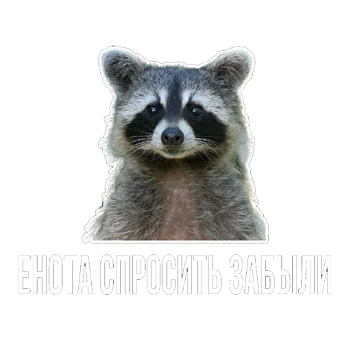 Стикер Snus_and_fox - 1