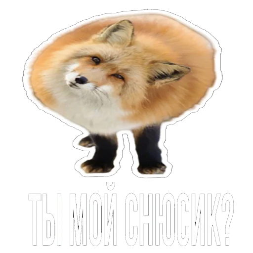 Sticker Snus_and_fox - 1
