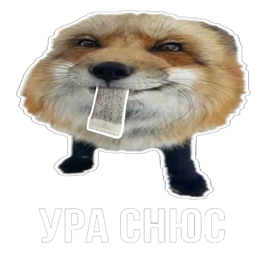 Sticker Snus_and_fox - 1