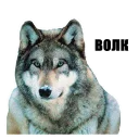 Стикер SoGinDiM_stikers  [@SteeXbot] - 11