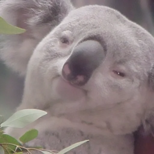 Стикер SoHotStickerPack - 1