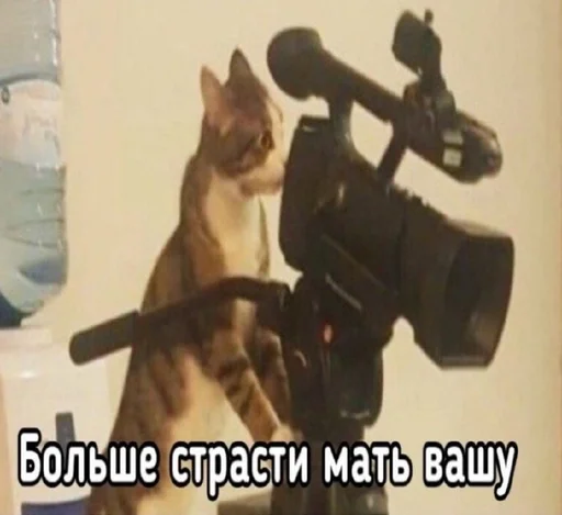 text animal small to medium-sized cats