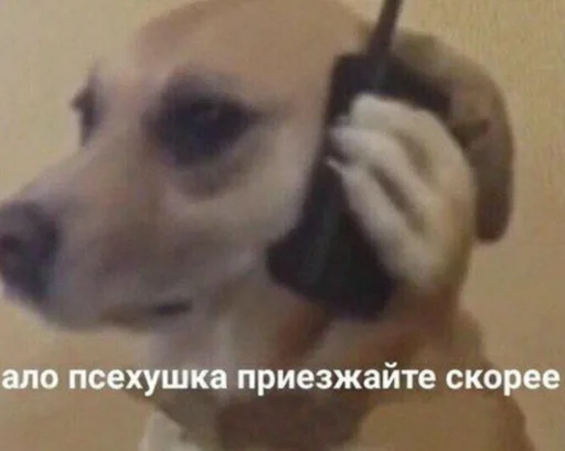 dog breed pet animal