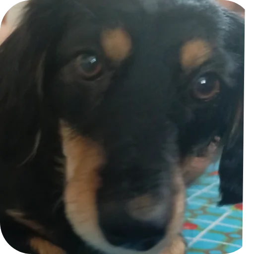 Стикер Sobachka4008 - 1