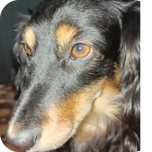 Собачка😊😊😊😊😊💗💗💗💗💗🤗🤗🤗🤗🦮🐶🐕🦮🐶🐕🐕‍ - 