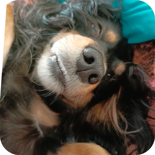 Sticker Sobachka4008 - 1