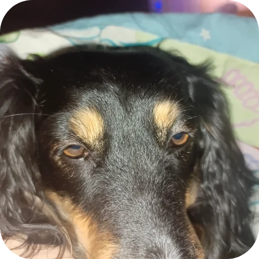 Sticker Sobachka4008 - 1