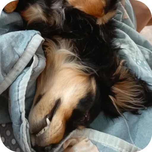 Sticker Sobachka4008 - 1