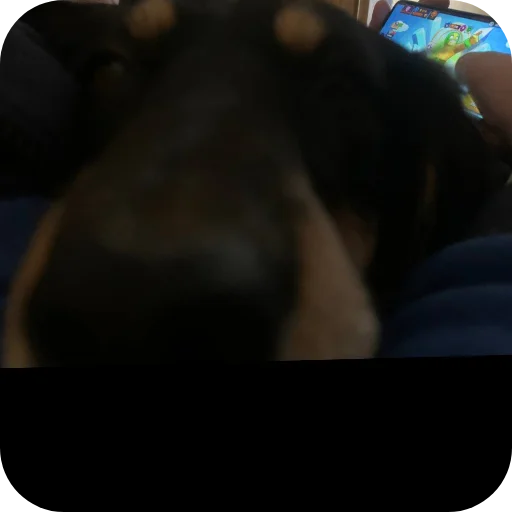 Sticker Sobachka4008 - 1