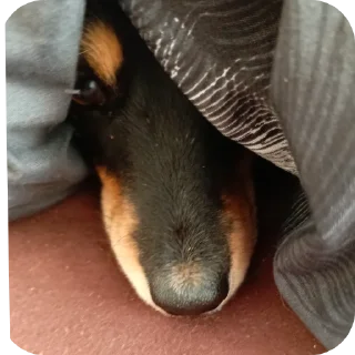 Sticker Собачка😊😊😊😊😊💗💗💗💗💗🤗🤗🤗🤗🦮🐶🐕🦮🐶🐕🐕‍ - 8