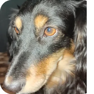 Sticker Собачка😊😊😊😊😊💗💗💗💗💗🤗🤗🤗🤗🦮🐶🐕🦮🐶🐕🐕‍ - 5