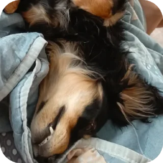 Sticker Собачка😊😊😊😊😊💗💗💗💗💗🤗🤗🤗🤗🦮🐶🐕🦮🐶🐕🐕‍ - 1