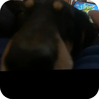 Sticker Собачка😊😊😊😊😊💗💗💗💗💗🤗🤗🤗🤗🦮🐶🐕🦮🐶🐕🐕‍ - 0