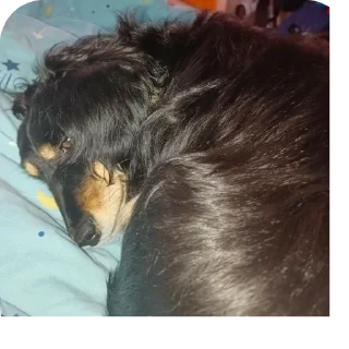 Sticker Собачка😊😊😊😊😊💗💗💗💗💗🤗🤗🤗🤗🦮🐶🐕🦮🐶🐕🐕‍ - 6