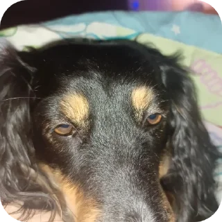 Sticker Собачка😊😊😊😊😊💗💗💗💗💗🤗🤗🤗🤗🦮🐶🐕🦮🐶🐕🐕‍ - 2