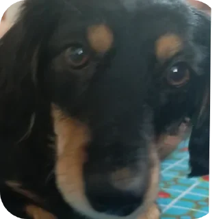 Sticker Собачка😊😊😊😊😊💗💗💗💗💗🤗🤗🤗🤗🦮🐶🐕🦮🐶🐕🐕‍ - 7