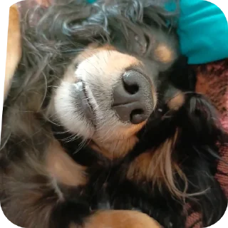 Sticker Собачка😊😊😊😊😊💗💗💗💗💗🤗🤗🤗🤗🦮🐶🐕🦮🐶🐕🐕‍ - 4