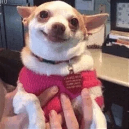 Собака друг Наркомана - домашнее животное