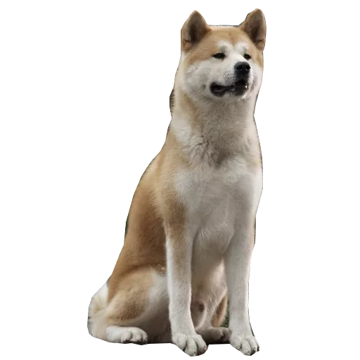 Sobaka Hatiko - животное