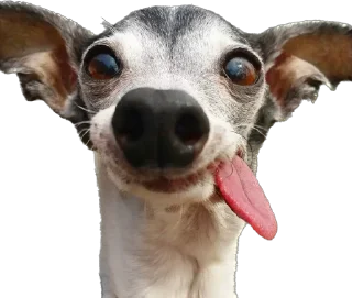 Sticker 7-8 собак - 0